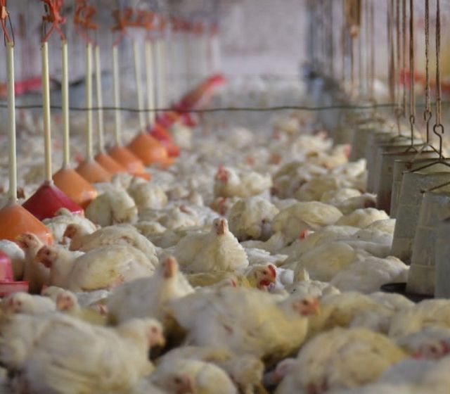 Ministro Auza: Hasta la fecha no se ha reportado el contagio de la gripe aviar entre humanos