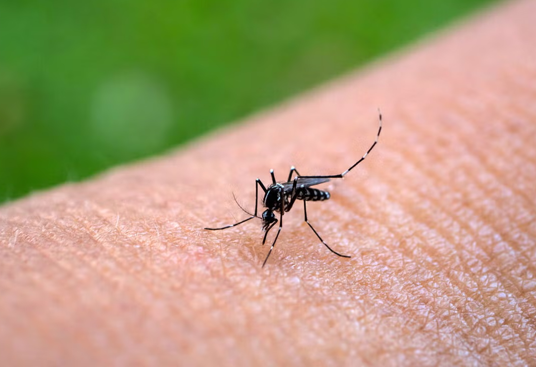 ALERTA ANTE INCREMENTO DE CONTAGIOS DE CHIKUNGUNYA