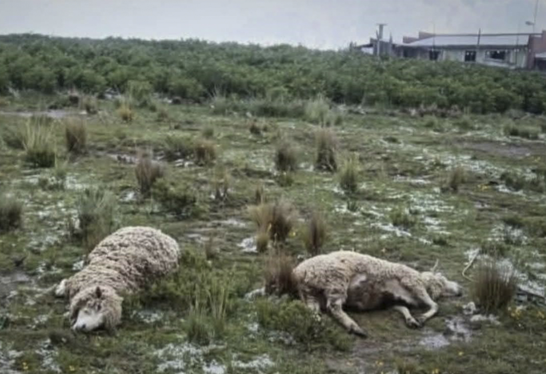 GRANIZADA AFECTA A LA PROVINCIA OMASUYOS