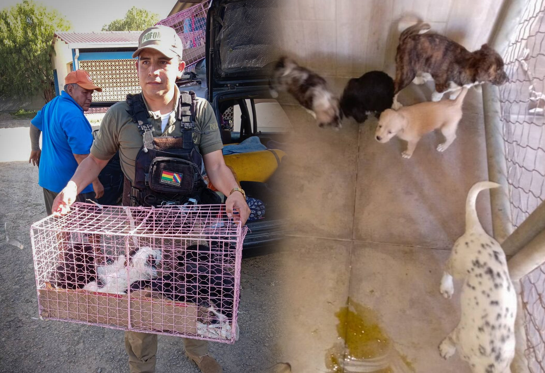 OPERATIVO SORPRESA DE POFOMA: RESCATAN 61 CACHORROS