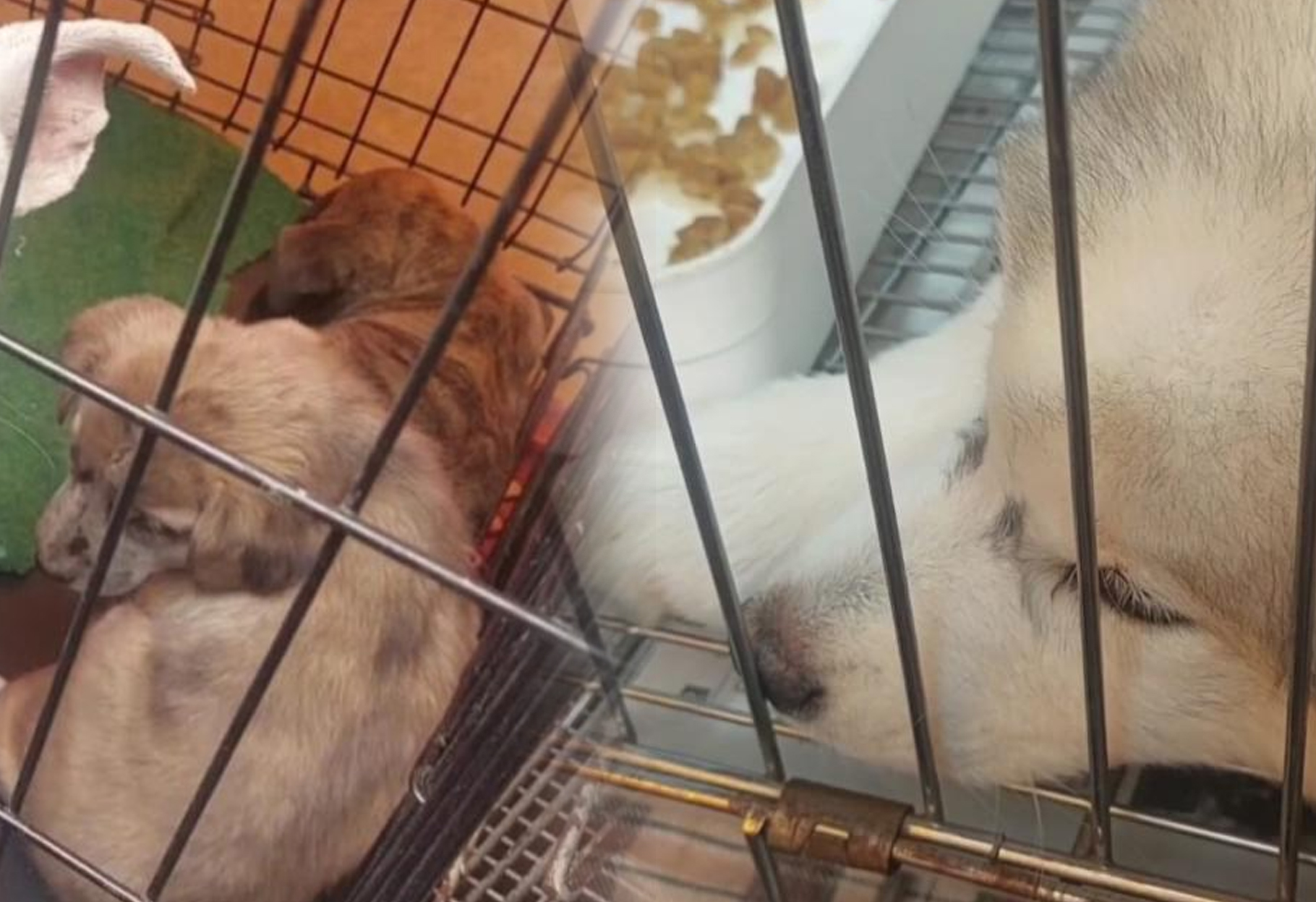 ORURO REFUERZA LA LUCHA CONTRA LA VENTA ILEGAL DE ANIMALES EN EL MERCADO KANTUTA